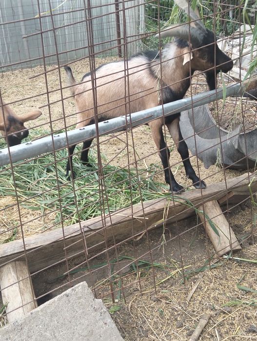 Țap Alpin Francez disponibil in Comuna Moțăței Judetul Dolj