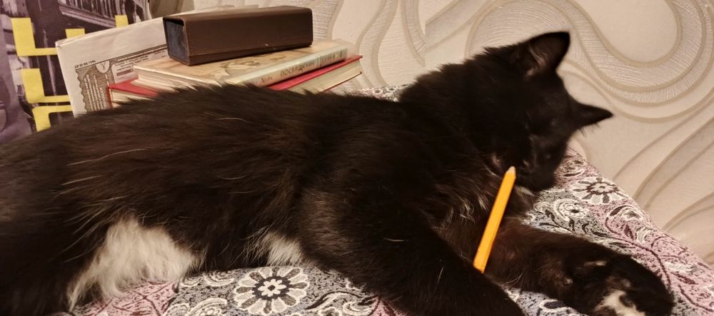 Отдам в добрые руки котика