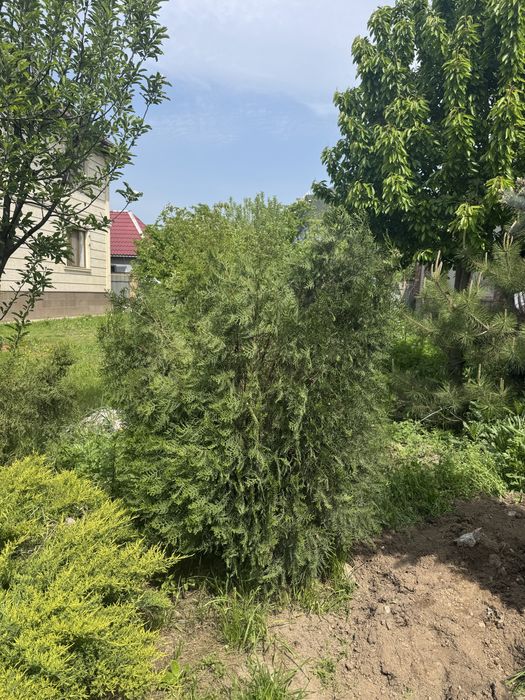 Маживельник для сада