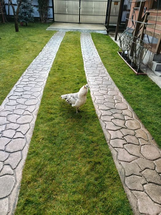 Vând paun femelă in varsta de 3 ani.