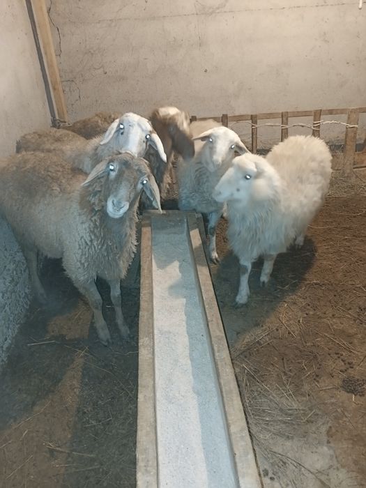 Кой сатылады Айтей