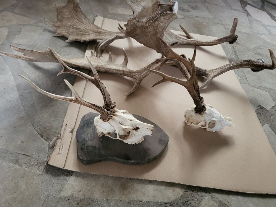 Продавам рога от срандак и лопатар