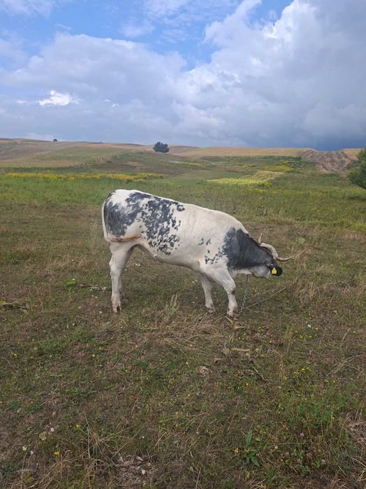 Vand vaca si vitica