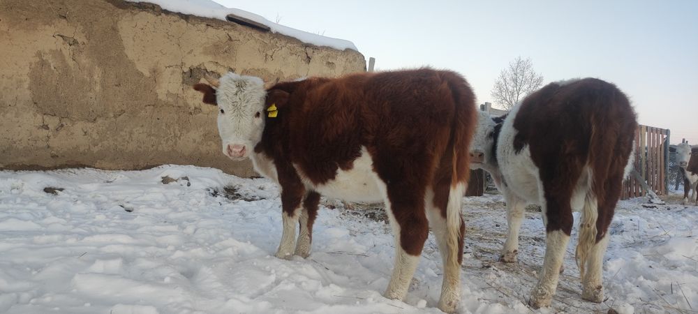 Бір жарым жасарпррр