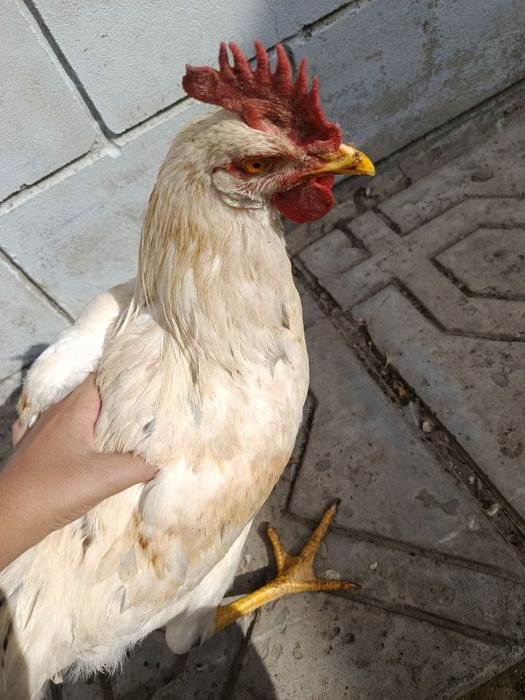 Uyda boqilgan tovuqlar va ho'rozlar