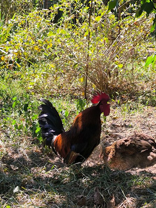 Cocoș de vânzare