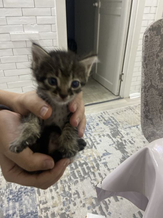 Кот котёнок кошка 2