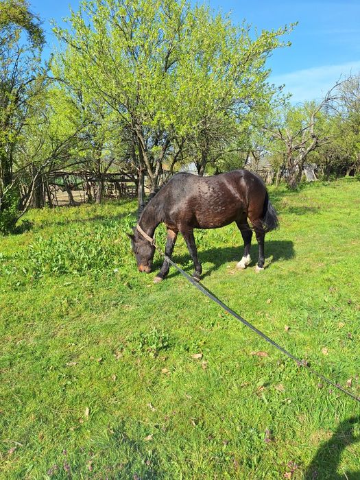 Vand cal invatat la caruta