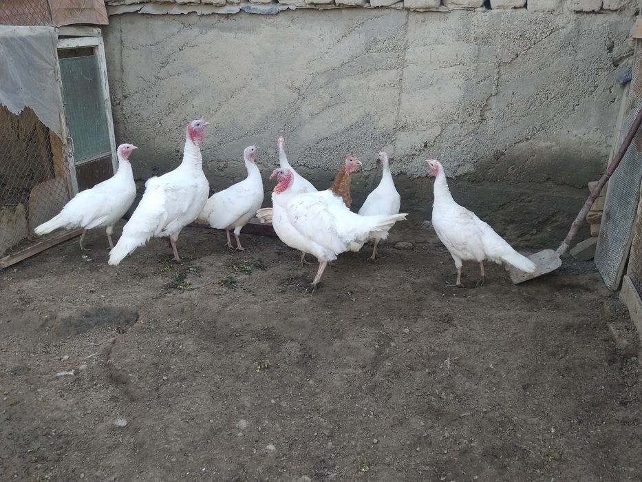 izrail zotli oq kurka tuxumlari zakaz olamiz