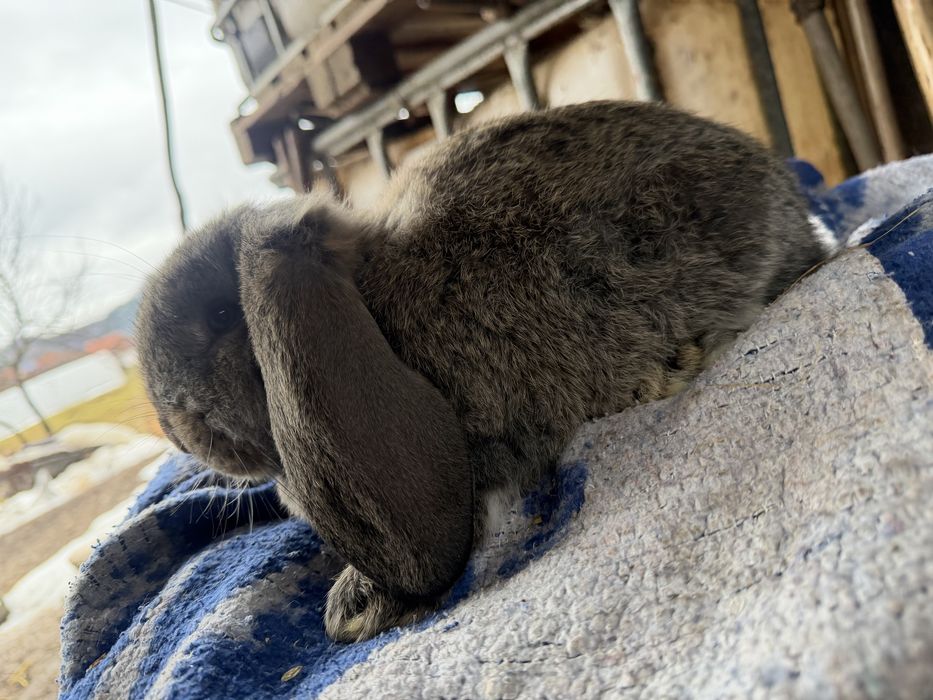 Iepuri berbec german