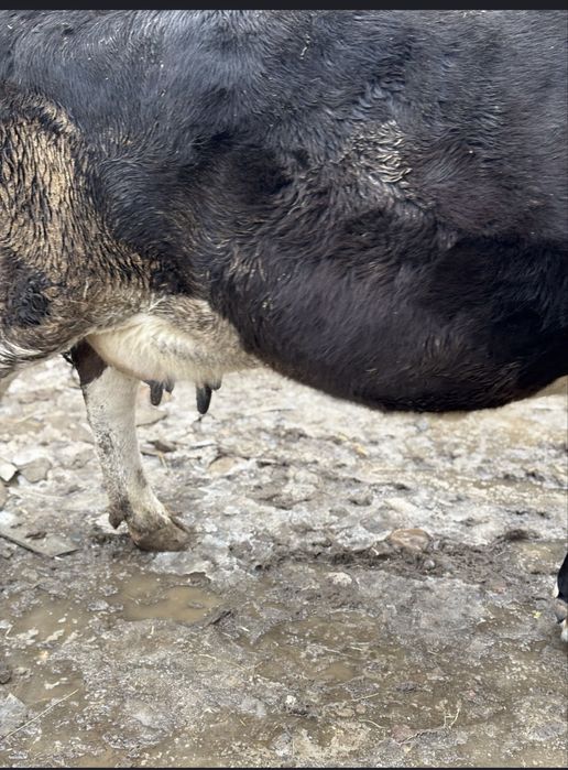 Продается Корова хороший спокойный