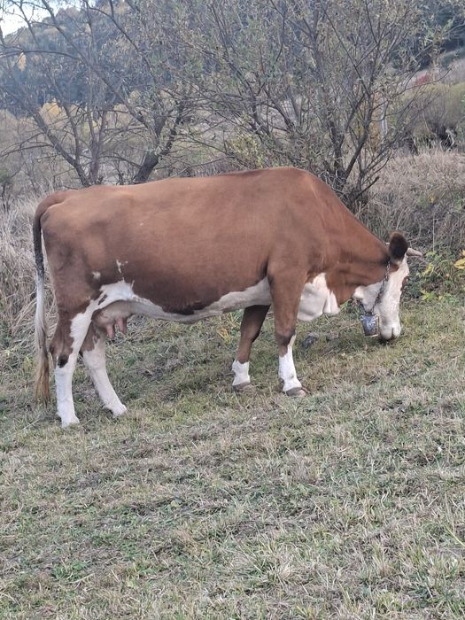 Vaca de vânzare .    .