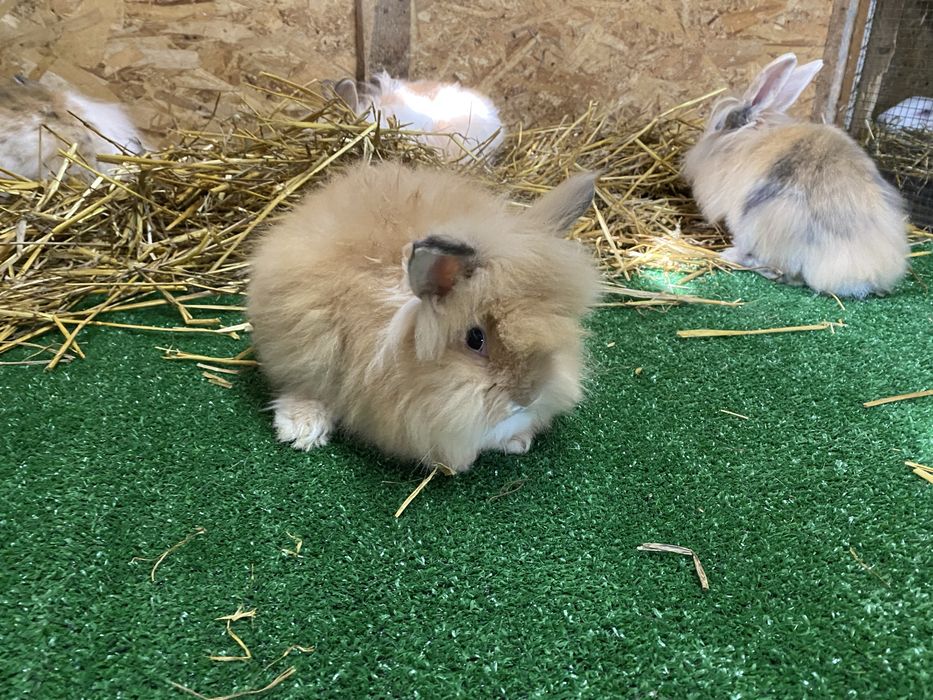 Iepuri pitici cap de leu