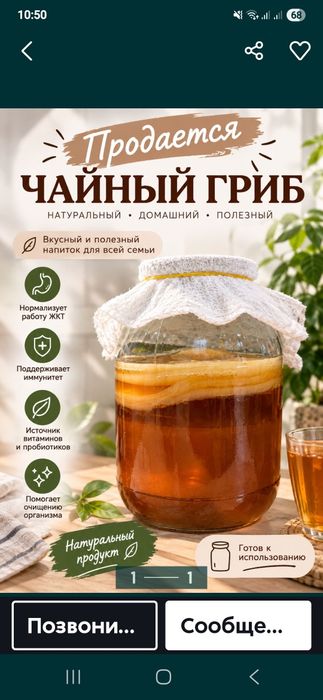 молочный и чайный гриб