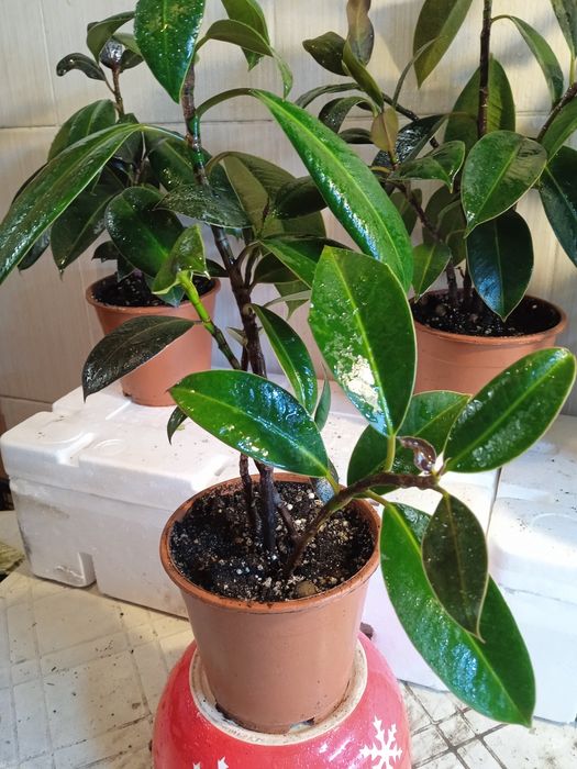 Фикус мелколистный .