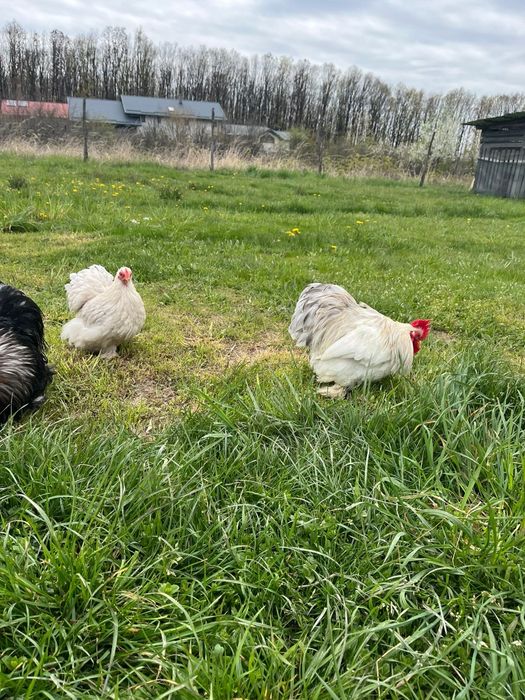 Vând pereche cochinchina pitic