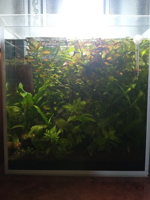 Аквариумные растения