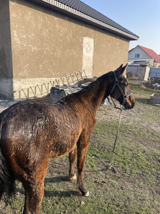 Продам кабылу с жиребенком