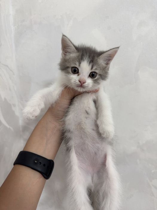 Кошка Домашний 2месяцовый