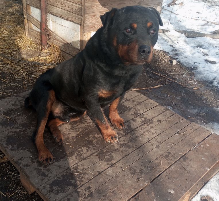 Ротвейлер кобель 6 лет