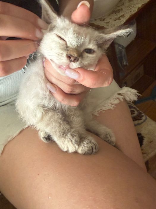 Котенок в добрые руки.