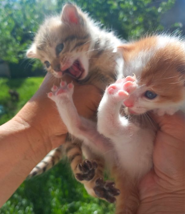 Котёнок девочки родились 20 марта