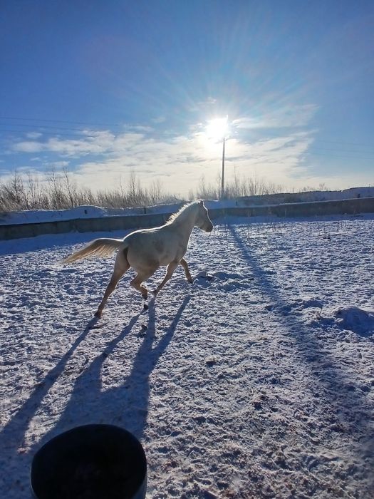 Продам жеребьёвка с кобылкой