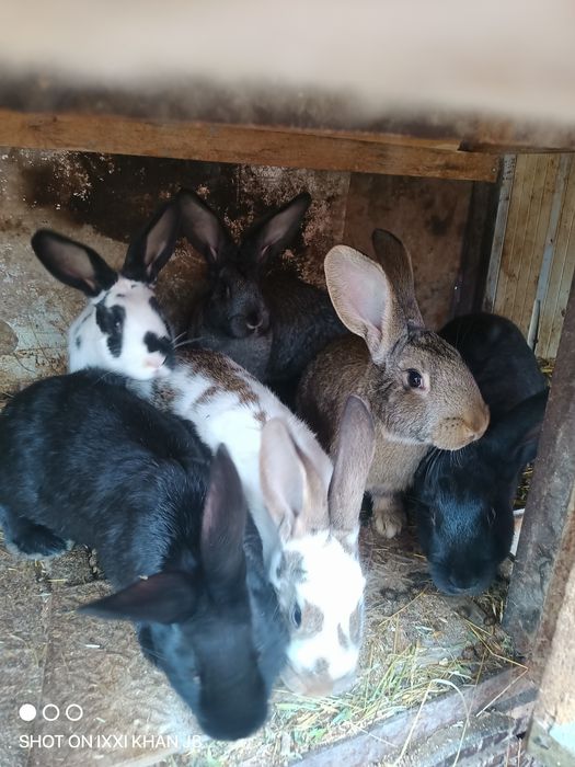 Кролики от1 до3кг