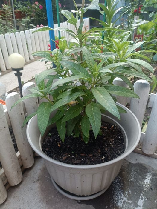 Leandru de Muntenegru