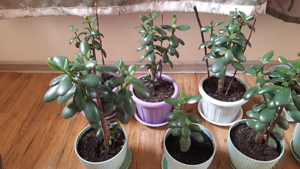Продам денежное дерево