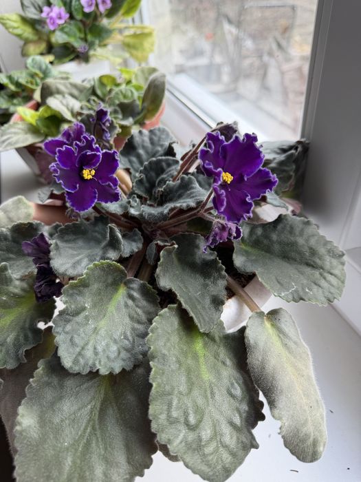 Цветы комнатные разные