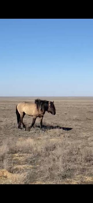 Дөнен айғыр сатылады