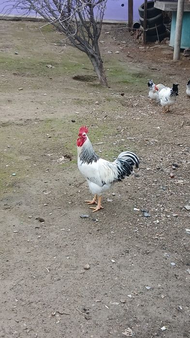 6 Адлер Қораз сатылады!!! 1шт-5000тг Жетысайда тұр