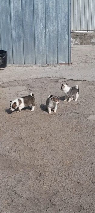 Продам шенков лаек