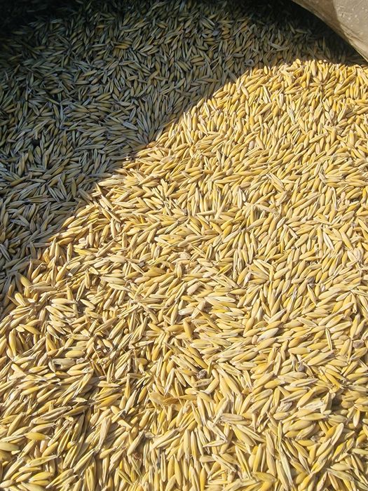 Продам Зерно, овес