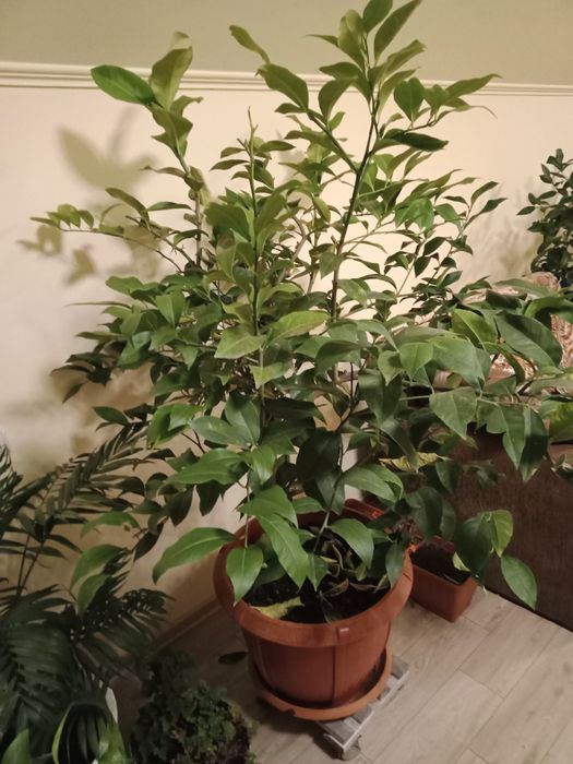Lămâi roditori de 1,7 m