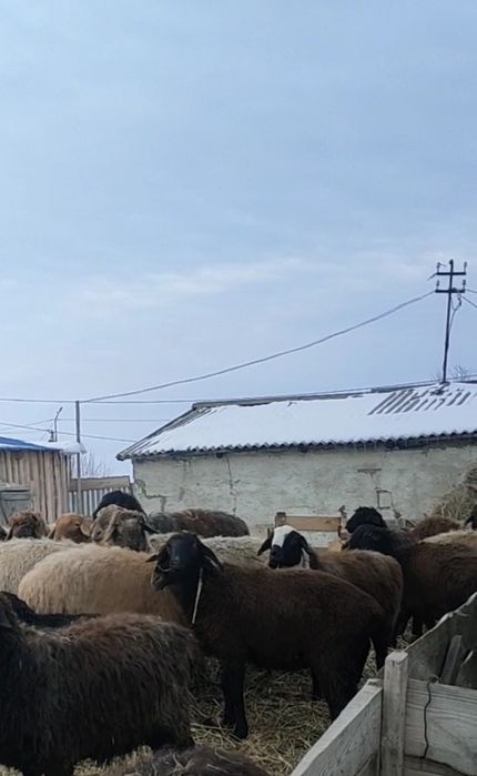 Продам баран , қой астам.
