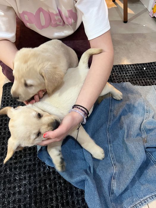 Pui de cățel Labrador