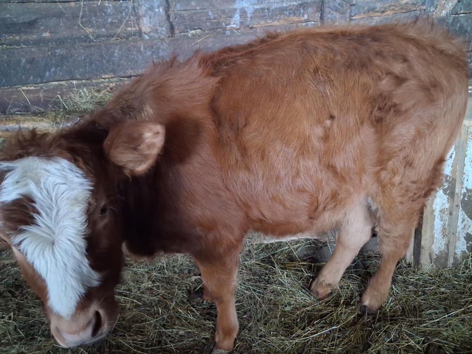 De vanzare Vitea baltată