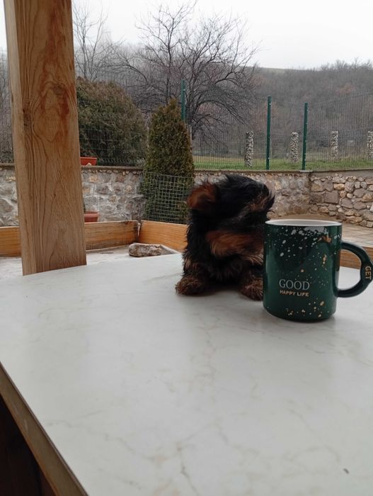 Продавам йоркширски териер