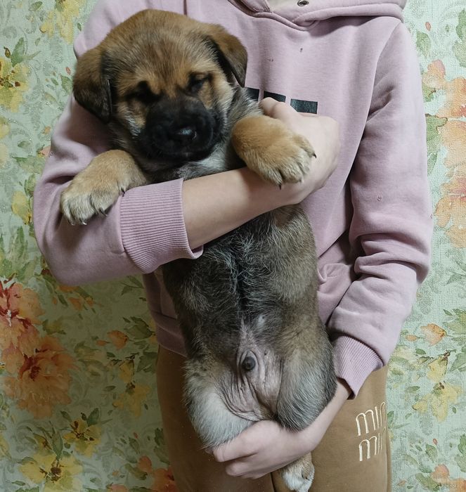 Щенки Бельгийской овчарки