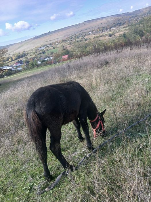 Vând mânz de 3 luni
