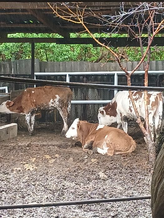 Бычки породы "Симментал"