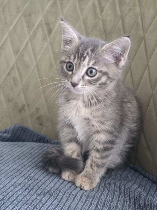 Отдам котёнка в хорошие руки