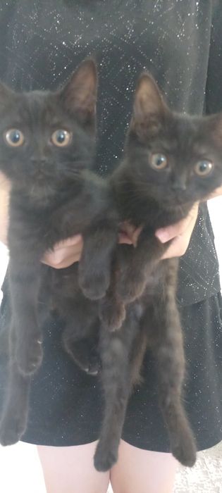 Котята домашние.