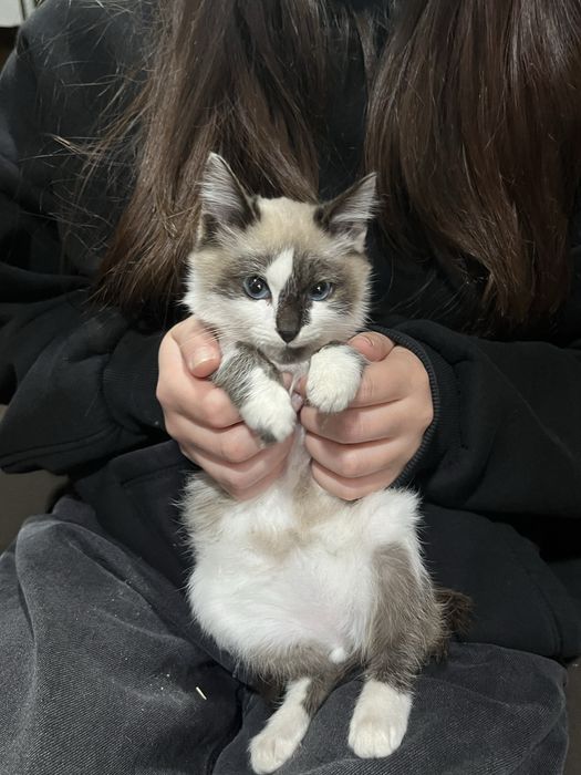котенок маленький девочка в хорошие руки