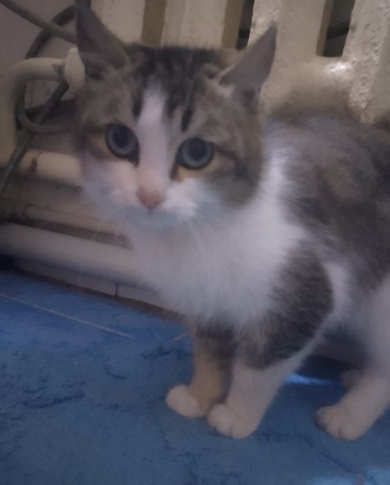 Отдам в добрые руки домашнего кота