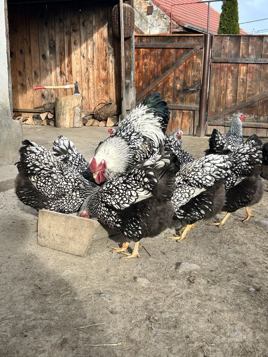 Ouă wiandotte argintiu