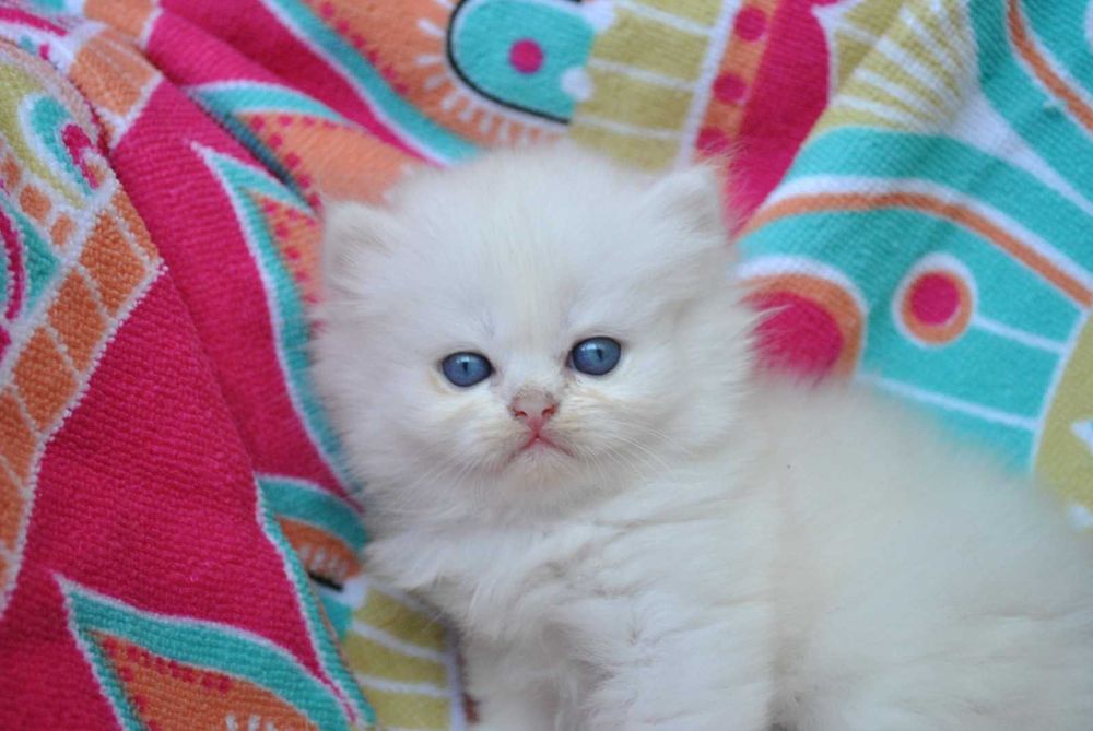 British Longhair alb cu ochi albastri