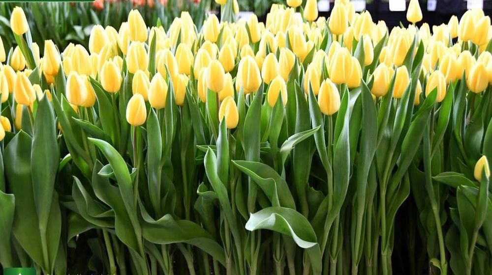 Продаем тюльпаны, оптом и в розницу. По предзаказу, оформление!